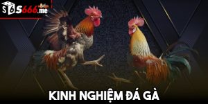 Kinh Nghiệm Đá Gà